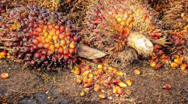 Buah Kelapa Sawit. (Pixabay.com/
tristantan)