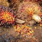 Buah Kelapa Sawit. (Pixabay.com/
tristantan)